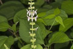 Heartleaf Hedgenettle, Stachys cordata