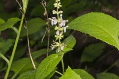 Heartleaf Hedgenettle, Stachys cordata