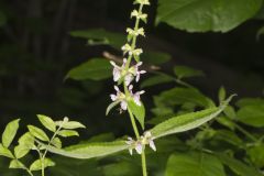 Heartleaf Hedgenettle, Stachys cordata