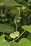 Heartleaf Noseburn, Tragia cordata
