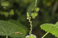 Heartleaf Noseburn