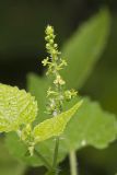 Heartleaf Noseburn, Tragia cordata