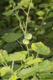 Heartleaf Noseburn, Tragia cordata