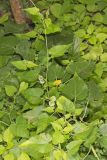 Heartleaf Noseburn, Tragia cordata