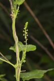 Heartleaf Noseburn, Tragia cordata