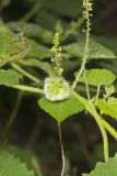 Heartleaf Noseburn, Tragia cordata