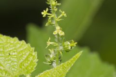 Heartleaf Noseburn, Tragia cordata