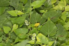 Heartleaf Noseburn, Tragia cordata