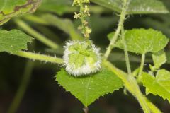 Heartleaf Noseburn, Tragia cordata