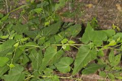 Heartleaf Noseburn, Tragia cordata