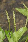 Heartleaf Plantain, Plantago cordata