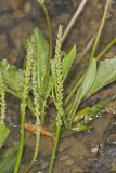 Heartleaf Plantain, Plantago cordata
