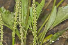 Heartleaf Plantain