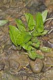Heartleaf Plantain, Plantago cordata