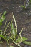Heartleaf Plantain, Plantago cordata