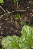 Heartleaf Plantain, Plantago cordata