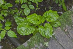 Heartleaf Plantain, Plantago cordata