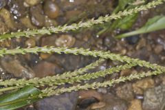 Heartleaf Plantain, Plantago cordata
