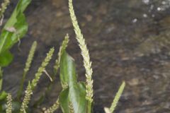 Heartleaf Plantain, Plantago cordata