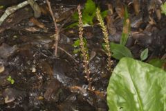 Heartleaf Plantain, Plantago cordata