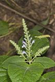 Heartleaf Skullcap, Scutellaria ovata