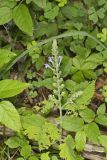 Heartleaf Skullcap, Scutellaria ovata