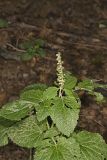 Heartleaf Skullcap, Scutellaria ovata
