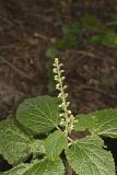 Heartleaf Skullcap, Scutellaria ovata