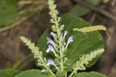 Heartleaf Skullcap, Scutellaria ovata