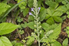 Heartleaf Skullcap, Scutellaria ovata