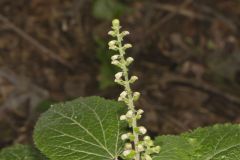Heartleaf Skullcap, Scutellaria ovata