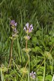 Henbit Deadnettle, Lamium amplexicaule