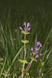 Henbit Deadnettle, Lamium amplexicaule
