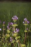 Henbit Deadnettle, Lamium amplexicaule
