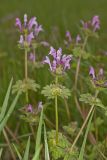 Henbit Deadnettle, Lamium amplexicaule