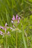 Henbit Deadnettle, Lamium amplexicaule