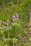 Henbit Deadnettle, Lamium amplexicaule