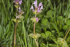 Henbit Deadnettle, Lamium amplexicaule