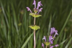 Henbit Deadnettle, Lamium amplexicaule