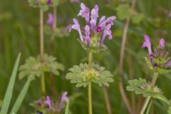 Henbit Deadnettle, Lamium amplexicaule