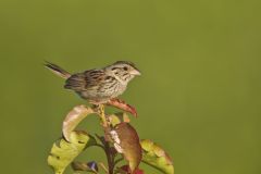 Henslow's Sparrow