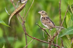 Henslow's Sparrow, Ammodramus henslowii