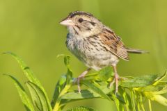 Henslow's Sparrow, Ammodramus henslowii