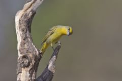 Hepatic Tanager