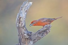 Hepatic Tanager, Piranga flava