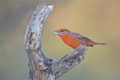 Hepatic Tanager, Piranga flava