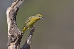 Hepatic Tanager, Piranga flava