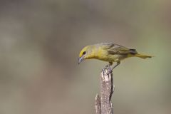Hepatic Tanager, Piranga flava