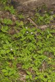 Herb Robert, Geranium robertianum