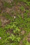 Herb Robert, Geranium robertianum
